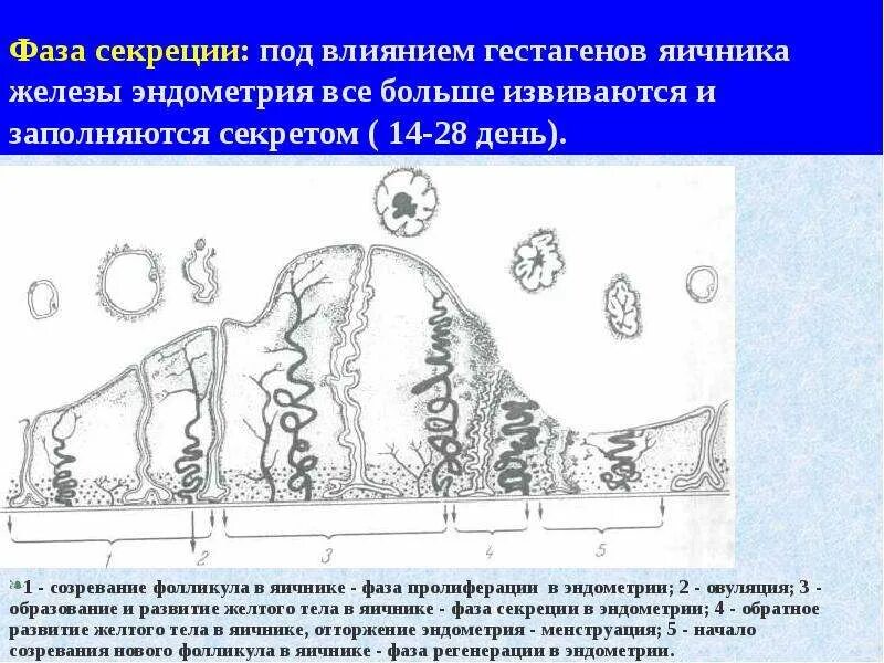 Эндометрий в фазе секреции. Стадия секреции эндометрия. Фаза пролиферации и секреции. Эндометрий средней стадии фазы секреции.