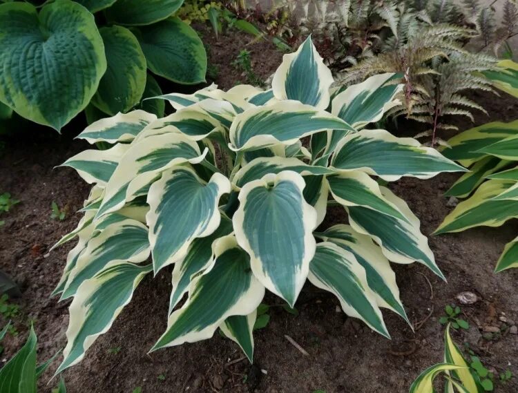 Хоста либерти. Хоста айвори фото. Хоста гибридная айвори коаст. Хоста blue ivory. Хоста гибридная блю ивори.