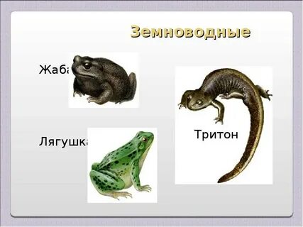 Жаба лягушка тритон это