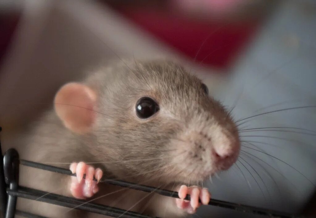 Крыса дамбо голубая норка. Крыса дамбо черная. Маленькие крысята дамбо. Крысы дамбо аргентинцы. Крысята дамбо.