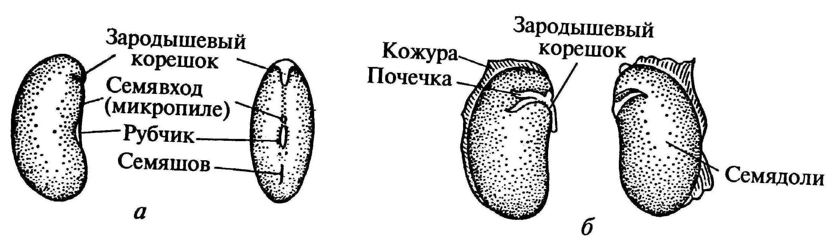Клетки зародышевого корешка