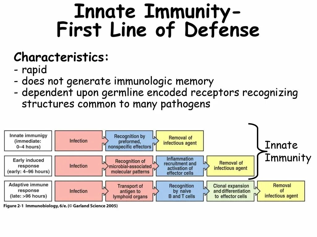 First что означает. First line of Defence. Lines of immune Defense. First line правые. Immunologic Memory.