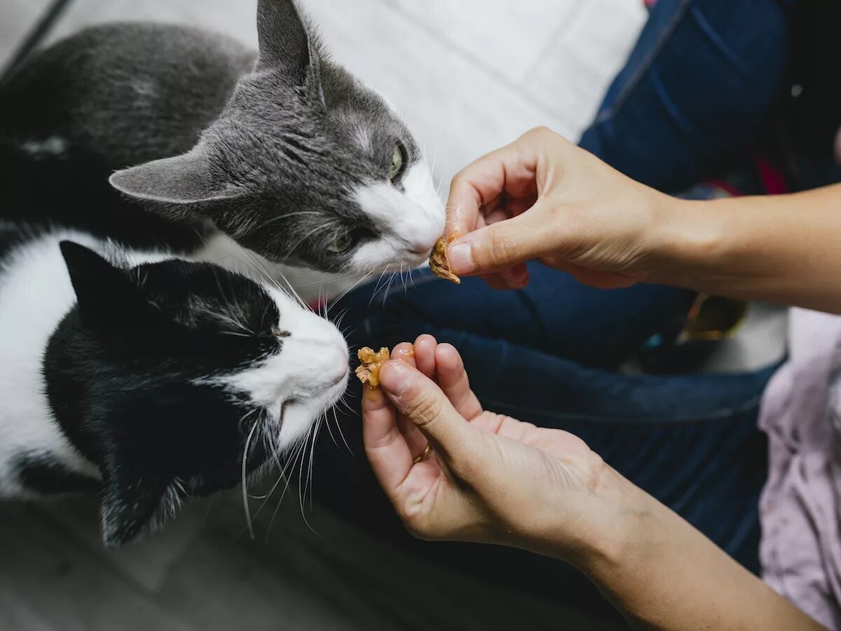 Давать котенка девочку