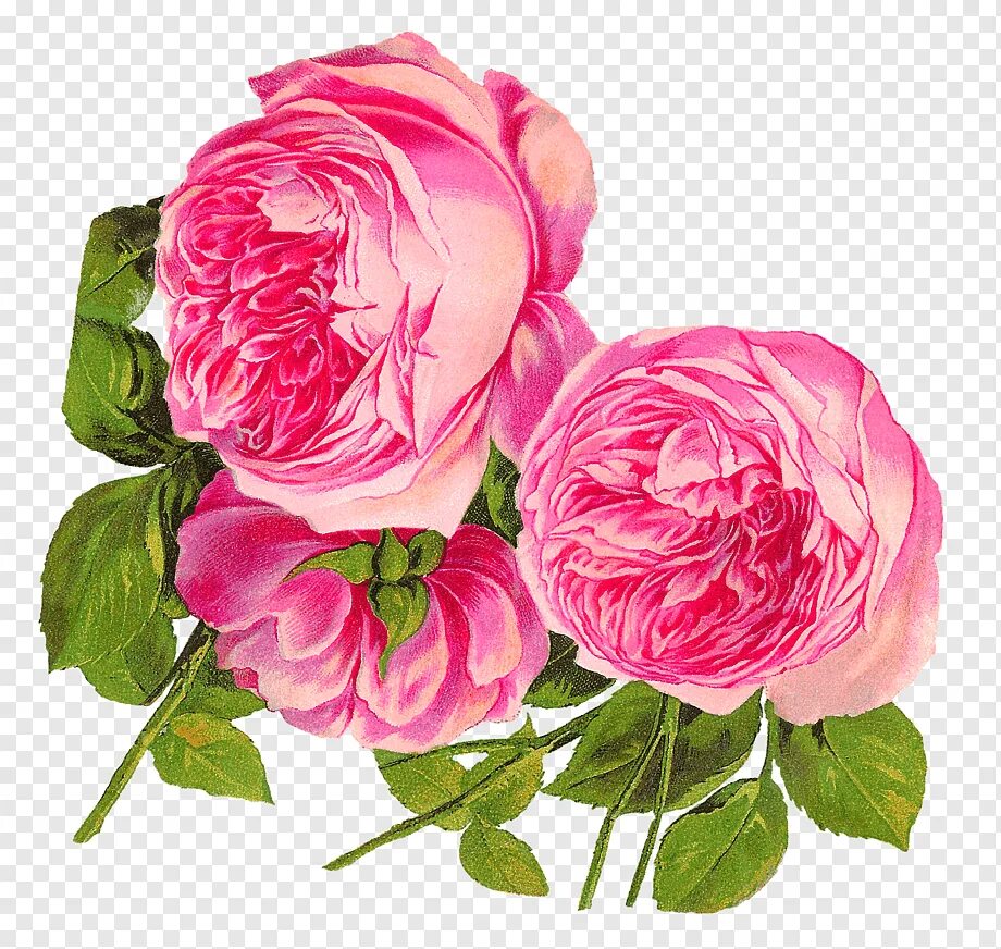 Пинк Фловер. Pink Rose Rosa Centifolia. Камелия пионовидная. Пионы на прозрачном фоне. Нарисовать розовый цветок