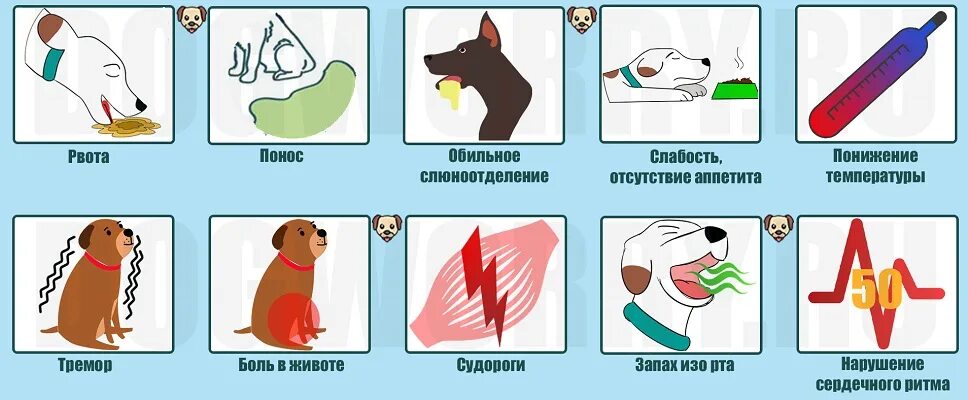 Рвота животных. При первых симптомах отравления собаки. симптомы при отравлении у собак. клинические признаки отравления ветеринария. отравление животных первая помощь.