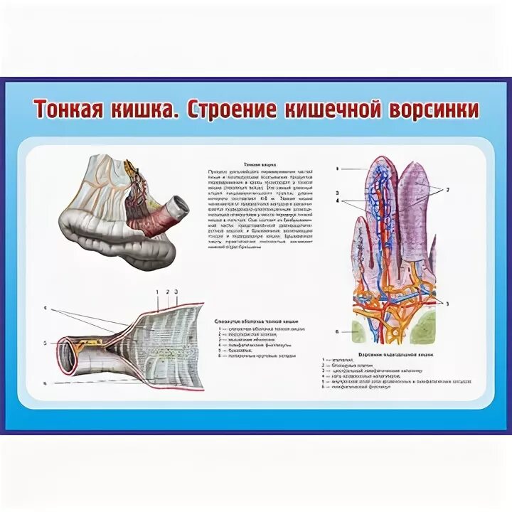 Строение кишечной ворсинки анатомия. Строение кишечной ворсинки. Туфли материал верха как ворсинки. В ворсинках тонкой кишки происходит