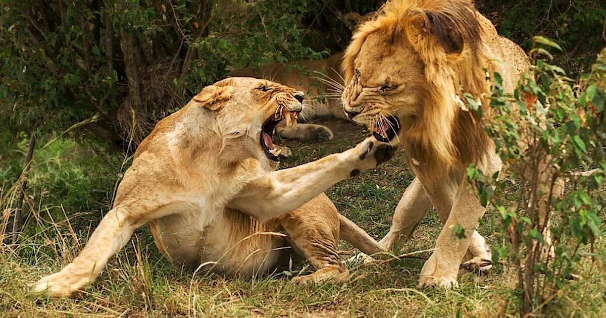 Битва животных в природе видео. Битва Львов за Прайд. Львиный Прайд против гиен. Лев и львицы Прайд. Животные дерутся.