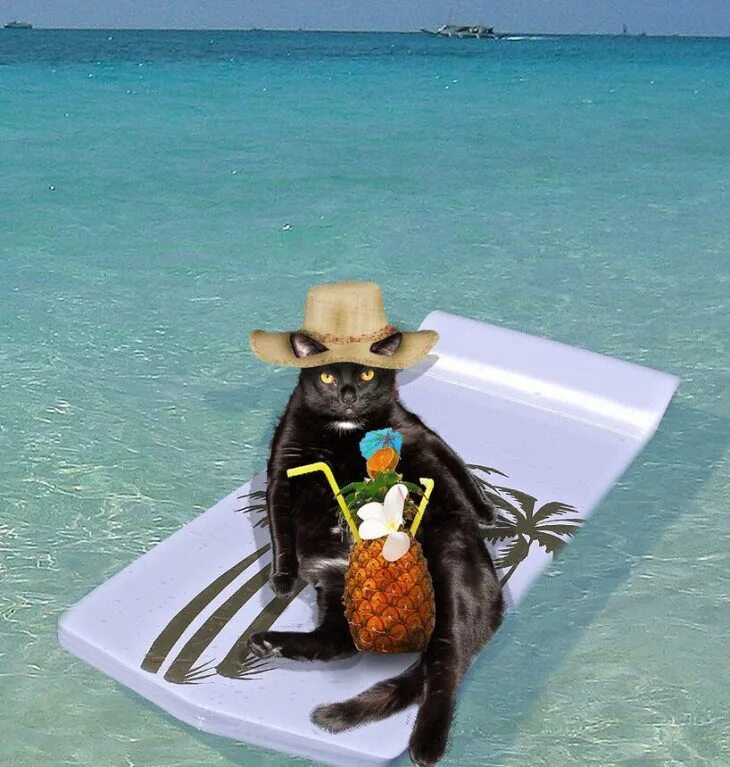 Отдых прикольное. Отпуск. Кот на пляже. Веселый отпуск. Уот на пляже.