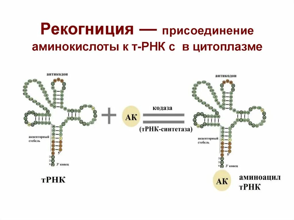 Присоединение аминокислоты к ТРНК. Т РНК аминокислот строение. Рис 44 присоединение аминокислоты к ТРНК. Аминокислота присоединяется в ТРНК.