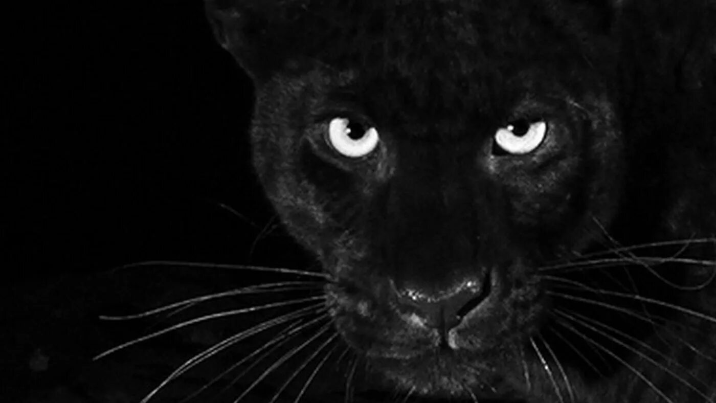 Черные фото с рисунком. Леопард меланист. Пантера меланист. Глаза пантеры. Пантера на темном фоне.