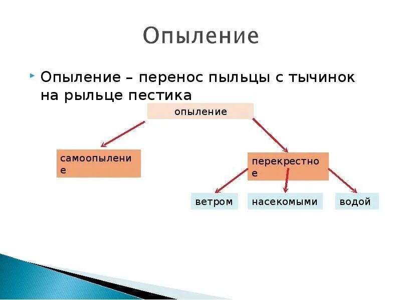 Чем оплодотворение отличается от. Опыление и оплодотворение цветковых растений. Опыление и оплодотворение цветка. Типы опыления растений. Опыление процесс переноса пыльцы.