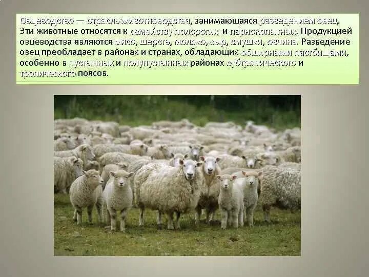 Какие районы лидируют по разведению овец. Какие районы лидируют по разведению овец