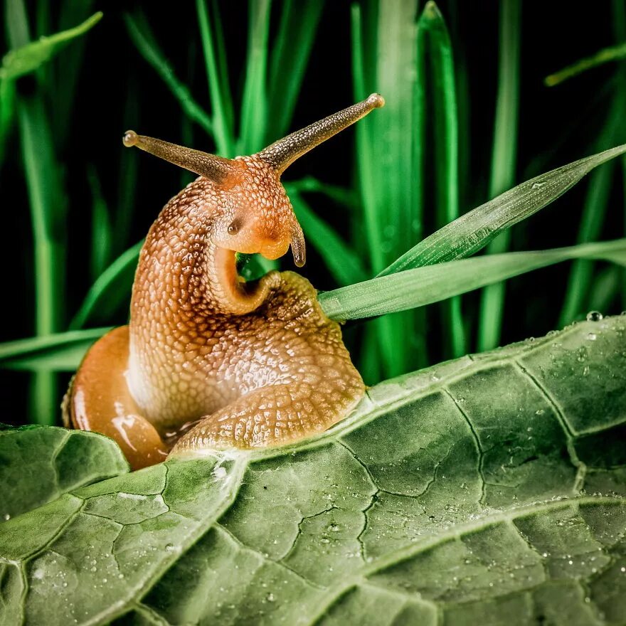 Улитка Priotrohatella stellata. Улитка биомфолария. Ежевичная улитка. Экзотические улитки. Улитка питомец