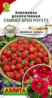 Саммер бриз роуз клубника отзывы