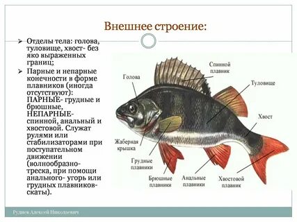 Какие плавники у окуня