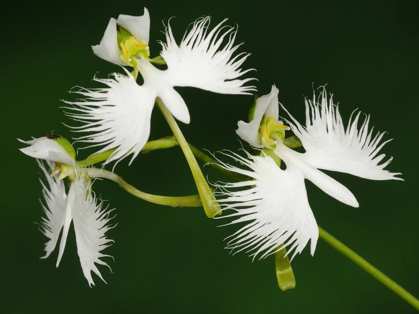 Крылатый цветок. Хабенария Радиата белая цапля. Habenaria Radiata. Орхидея «большая белая цапля» (Habenaria Radiata). Орхидея хабенария Радиата. Орхидея хабенария Радиата – белая цапля.