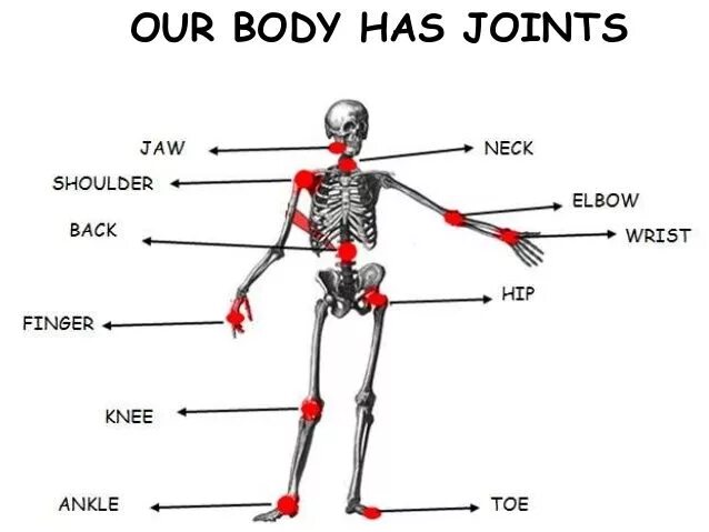 B d y h m s. Body Joints. Joint in body. Bones muscles Joints in Human body. Human body model (Joints for fusion360).