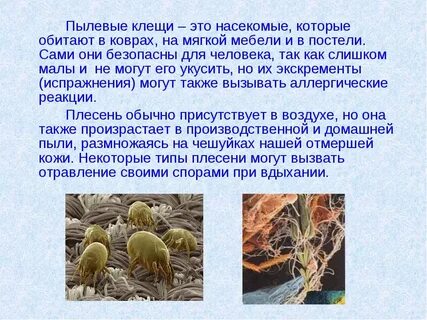 Что делают пылевые клещи