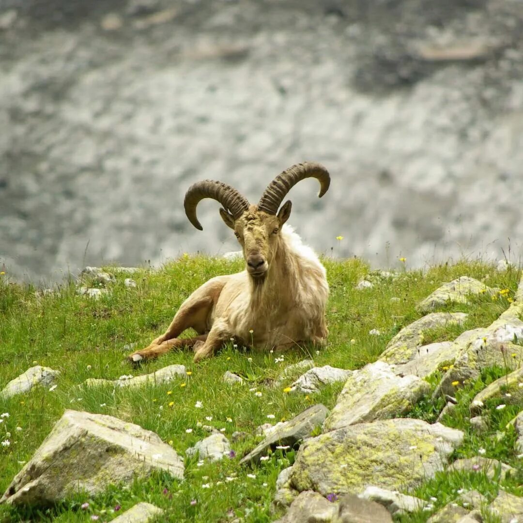 Дагестанский тур в дагестане. Дагестанские животные. Дагестанский горный баран тур. Дагестанский тур козлы. Дагестанские животные.