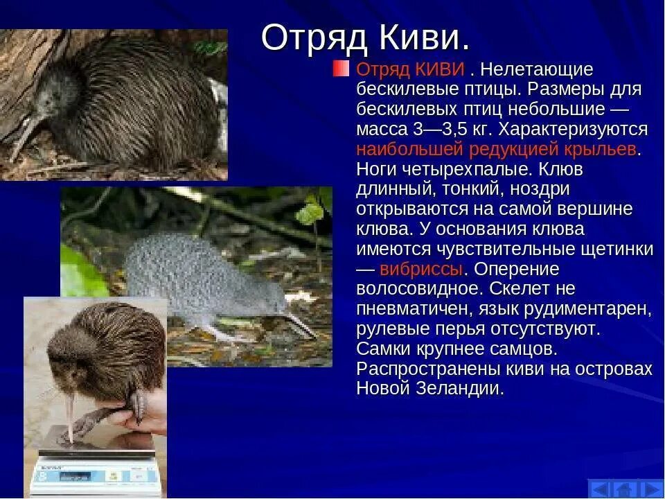 Почему киви называется киви. Киви птица. киви птица особенности. отряды нелетающих птиц. отряд киви птицы.