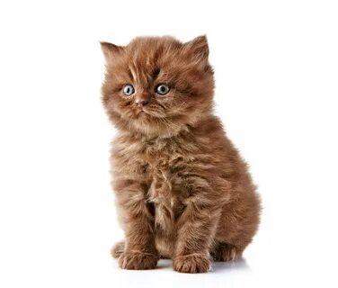 Коту не меньше десяти лет