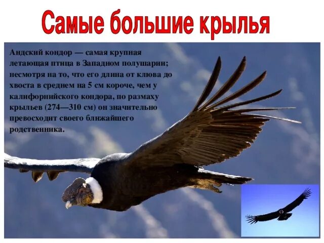 Endangered Condors Take Over California Woman's Home