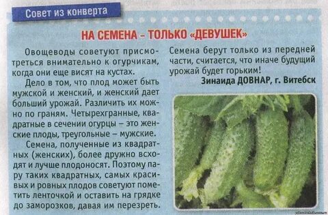 Через сколько дней появятся огурцы