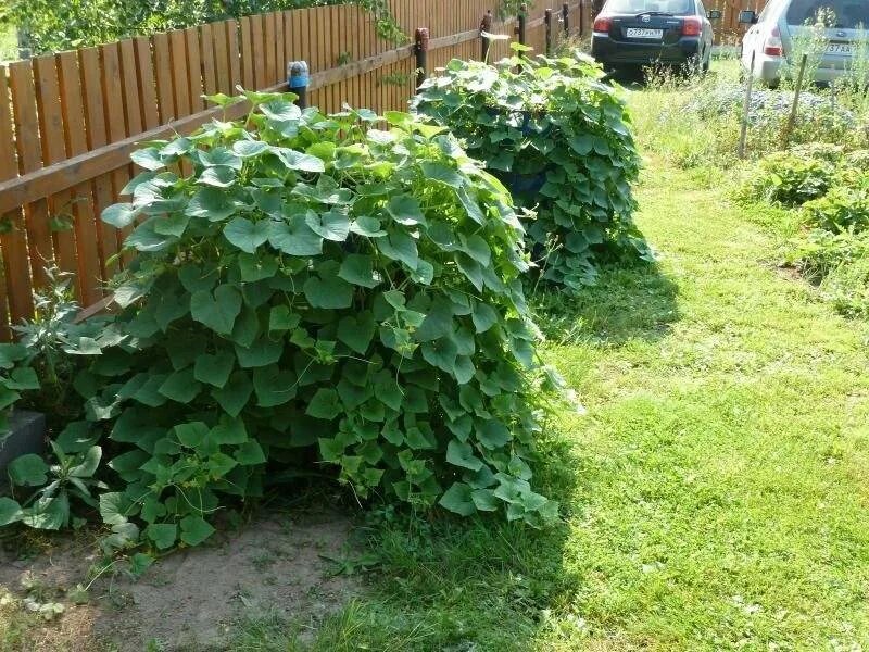 Огурцы в бочке. Кадка с огурцами. Выращивание огурцов в бочке. Огуречная грядка в бочке. Огурцы в бочке.