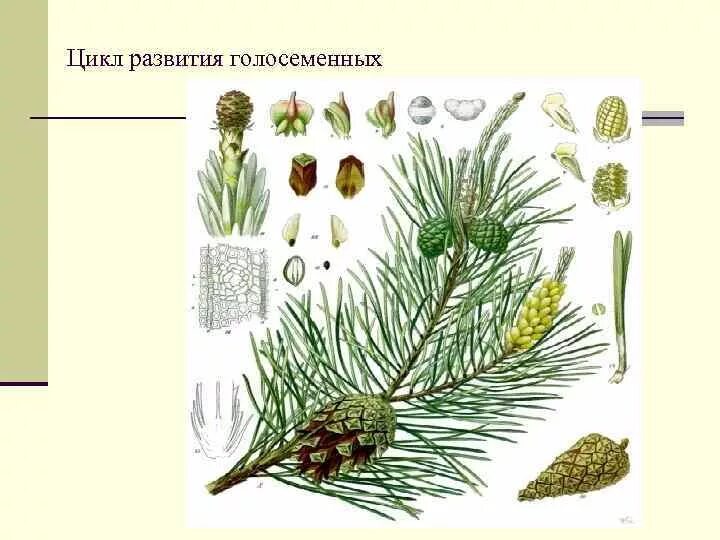 Жизненный цикл сосны обыкновенной схема. Цикл развития голосеменных схема. Цикл размножения голосеменных растений. Жизненный цикл голосеменных растений. Развитие хвойных