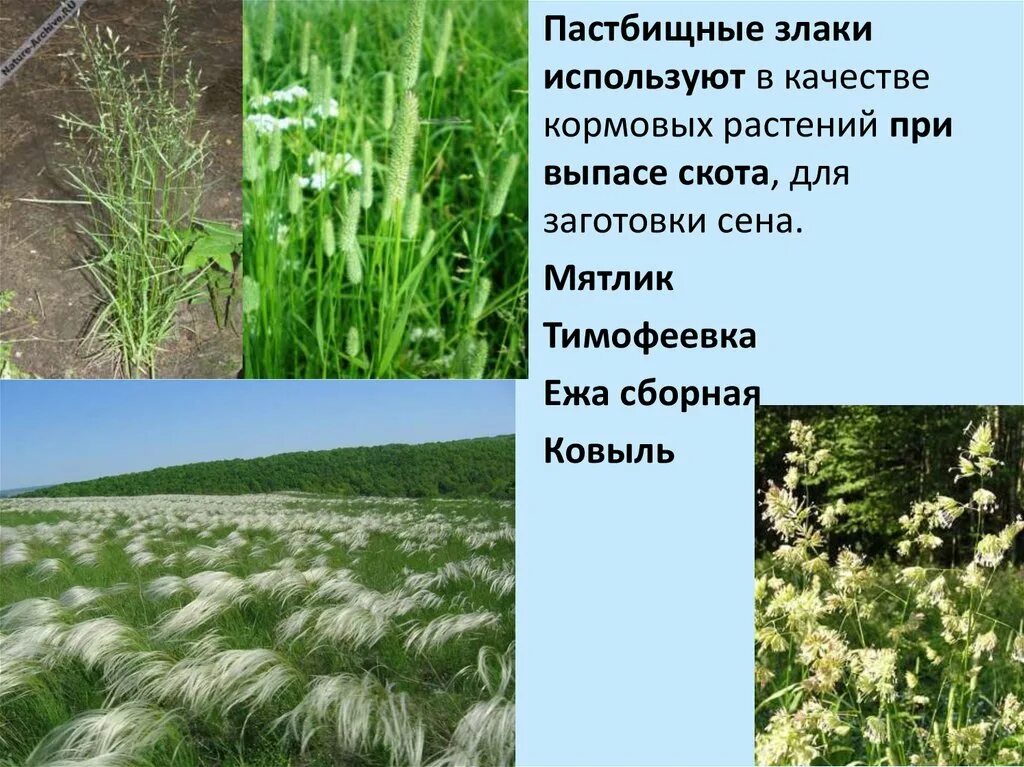 Тимофеевка мятлик ежа. Мятлик пастбищный. ковыль тимофеевка мятлик луговой. ковыль мятлик.