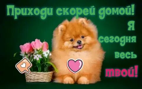 Приезжай скорее приходи