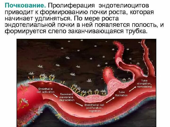 Эндометрий фазы пролиферации