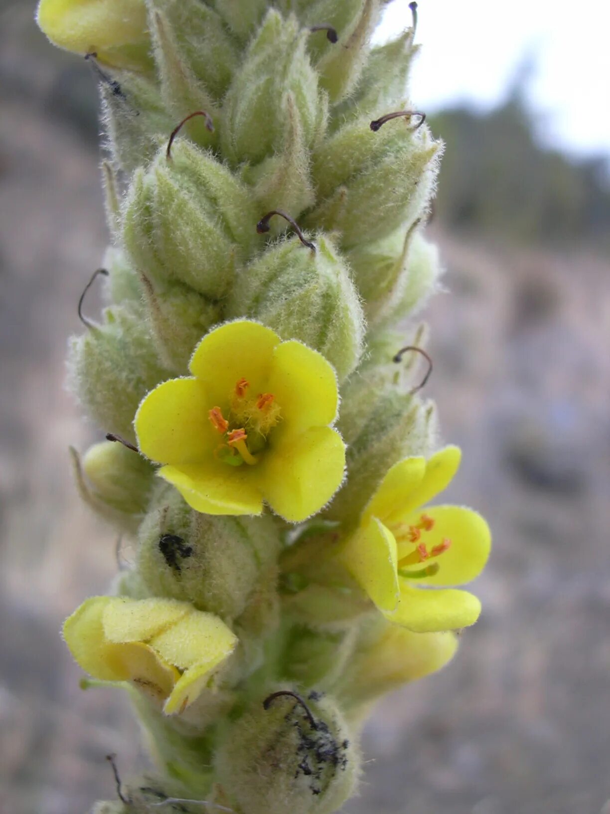 Медвежьи ушки растение. Коровяк обыкновенный Медвежье ухо. Verbascum Thapsus. Коровяк Медвежье ухо ( Verbascum Thapsus l.). Коровяк скипетровидный.