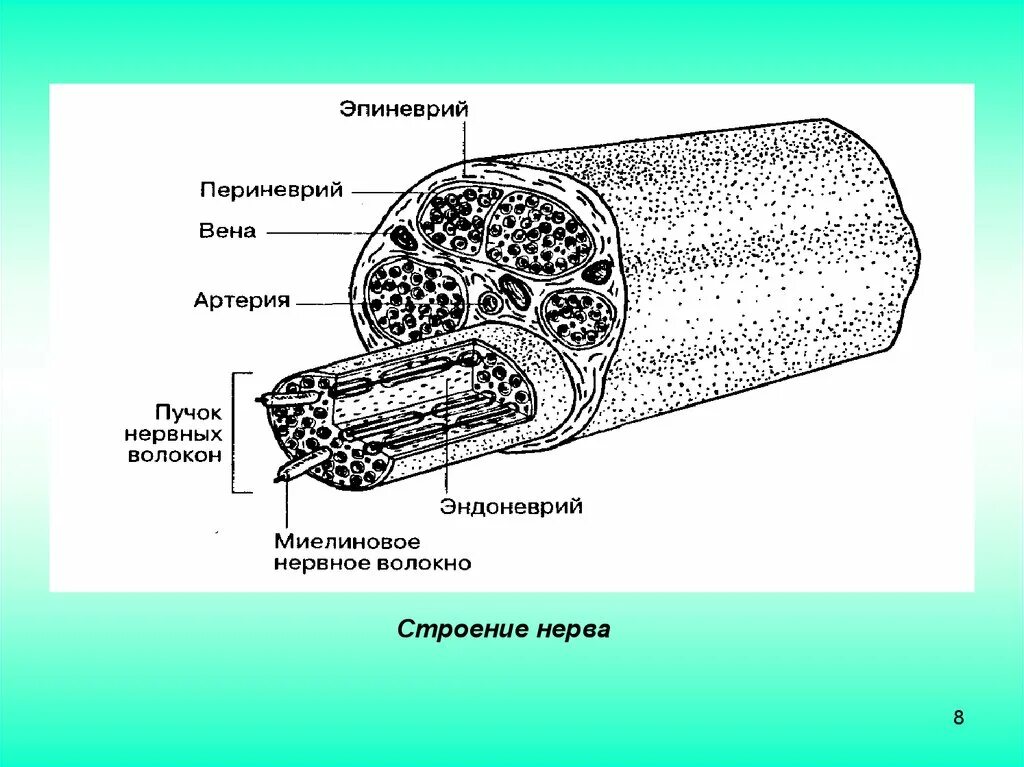 Строение нерва рисунок. Строение периферического нерва анатомия. Строение периферических нервных волокон. Схема строения периферического нерва. Внутриствольное строение периферических нервов.