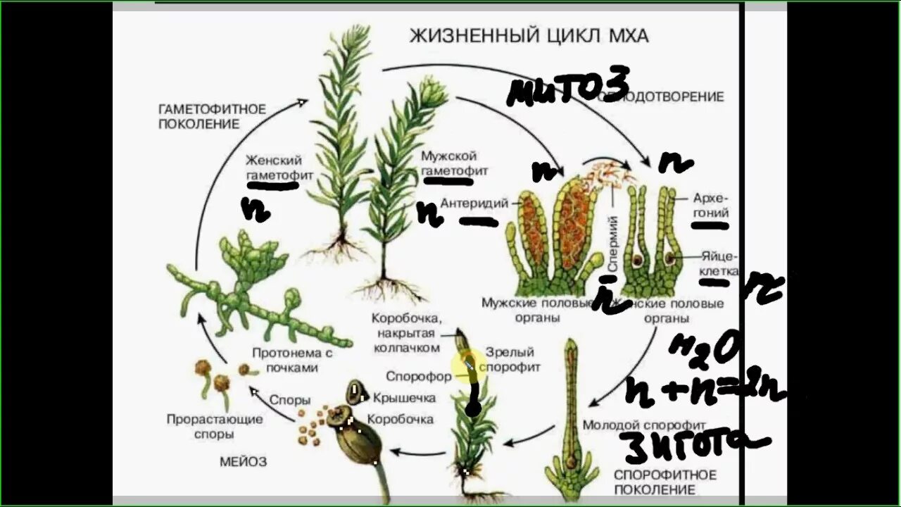 Хромосомный набор спор и гамет кукушкина льна. Жизненный цикл мха сфагнума схема. Цикл развития мохообразных схема. Жизненный цикл мха Кукушкин лен схема. Стадии жизненного цикла мха.