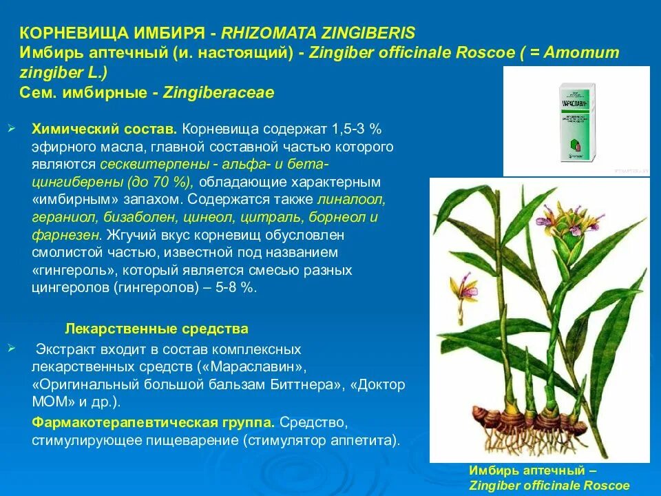 Лекарственное растительное сырье содержащие эфирные масла. Корневище имбиря строение. Имбирь лекарственный растение. Имбирь аптечный растение. Корень имбиря строение.