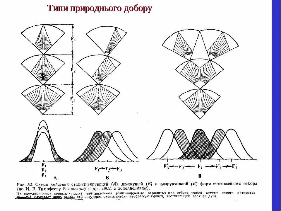 Какую форму отбора иллюстрирует данный рисунок. Формы естественного отбора движущий и стабилизирующий. Схема дизруптивного естественного отбора. Дизруптивный отбор отбор. Формы отбора движущий стабилизирующий дизруптивный.