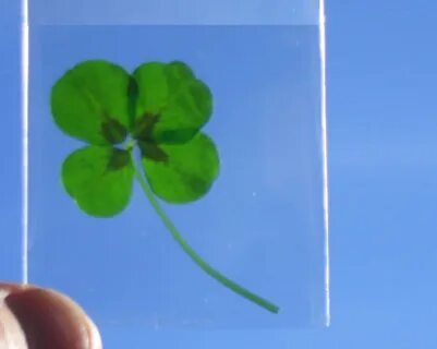 Clover retribution