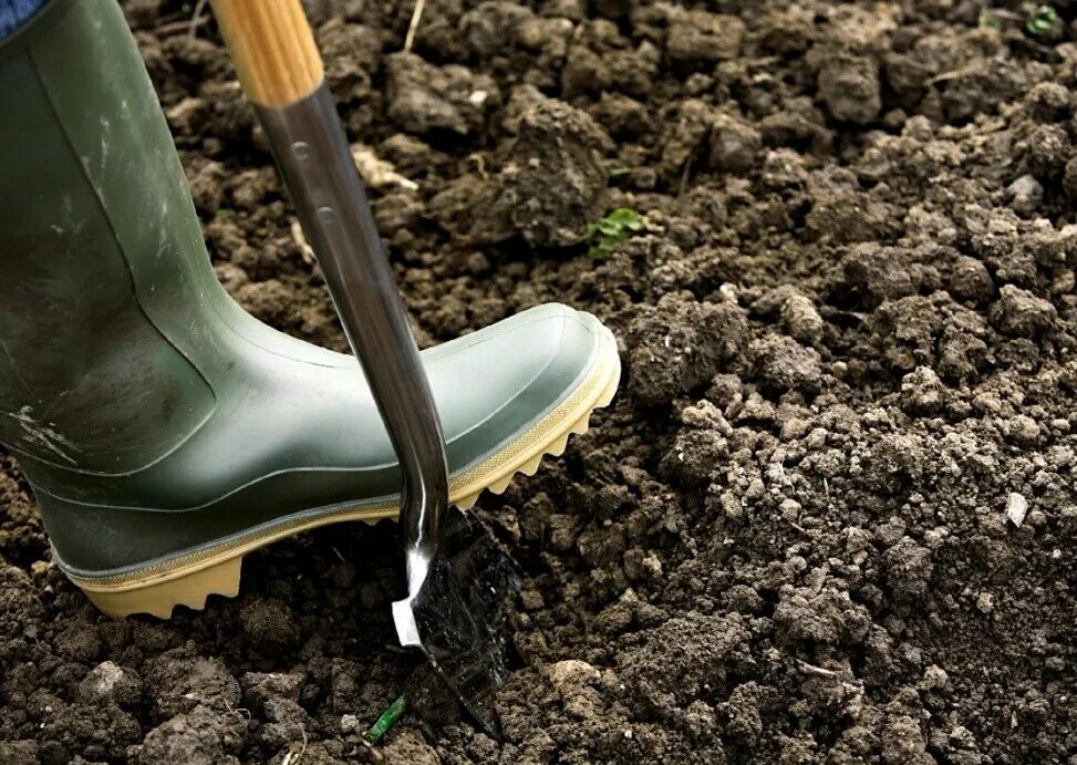 Лопата для огорода. Копать землю. Перекапываем грядки. Перекопка почвы. Огород осенью.