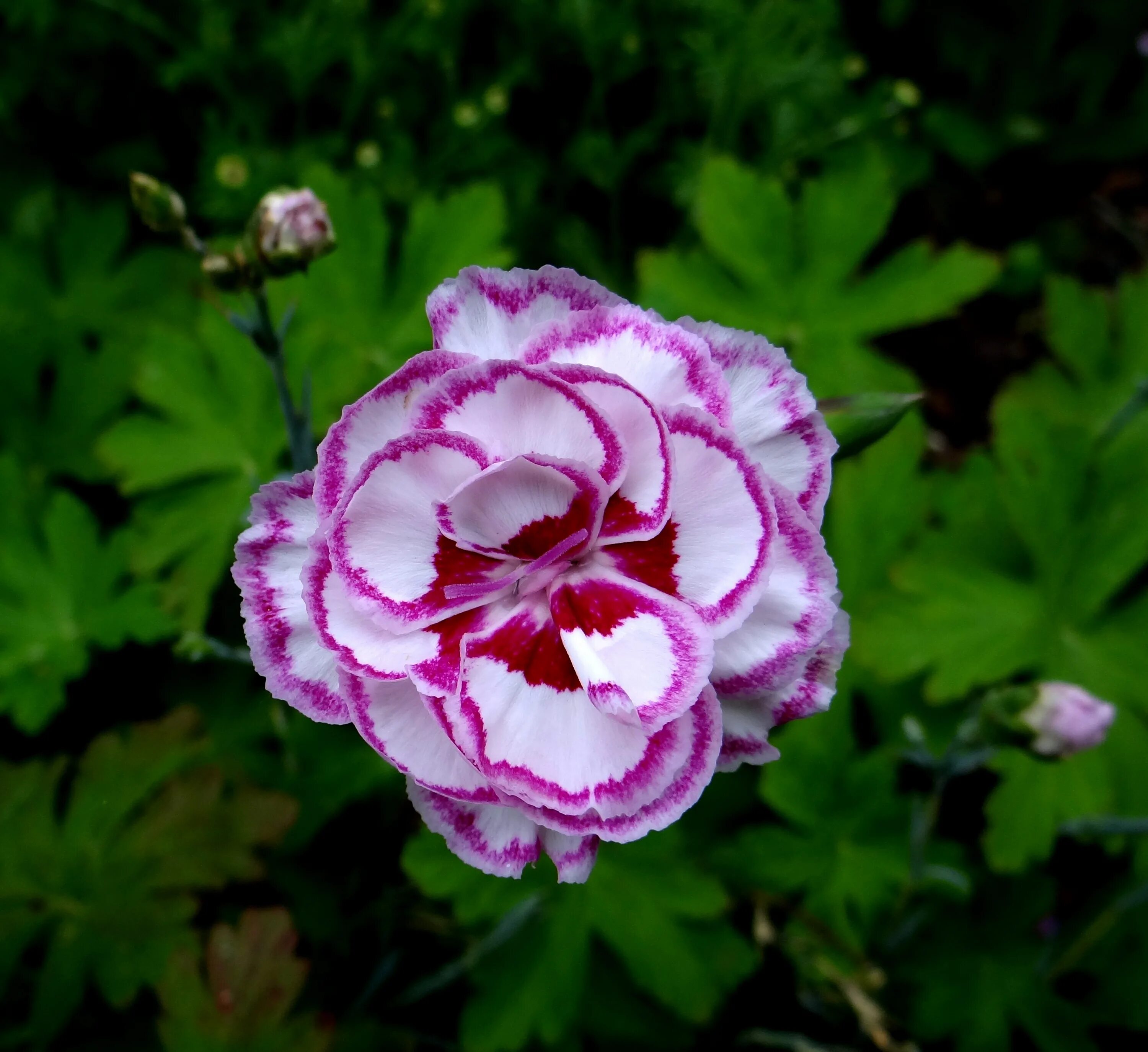 Герань Pink Carnation. Pink Carnation пеларгония. Пеларгония Cerise Carnation. Пеларгония гвоздика. Герань гвоздика