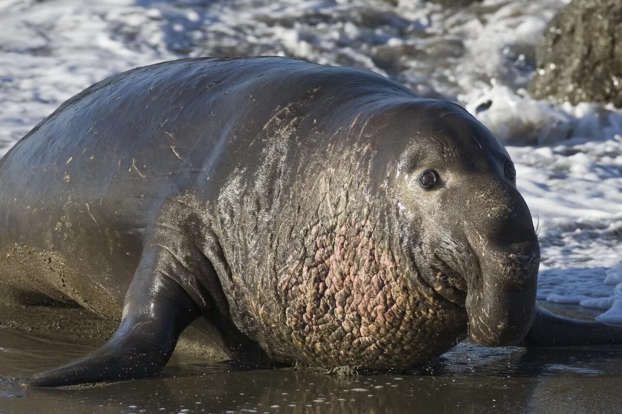 Крупное млекопитающее в мире. Южный морской слон Mirounga Leonina. Морской слон Антарктиды. Северный морской слон (Mirounga angustirostris). Северный морской слон Ждун.