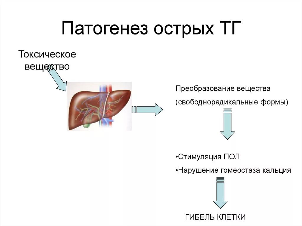 Патогенез гепатита печени. Механизм развития токсической дистрофии печени. Токсические поражения печени патогенез. Токсический гепатит этиология и патогенез.