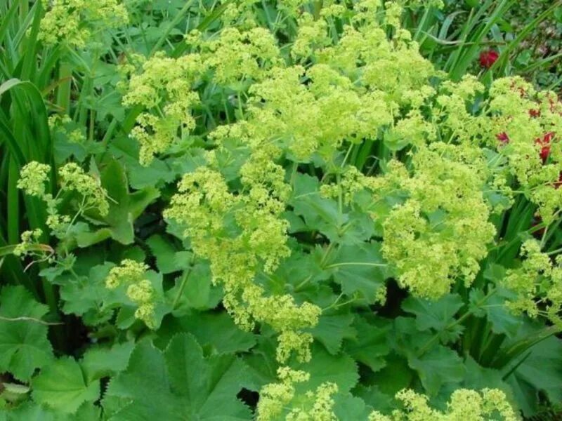 Манжетка робустика. Манжетка мягкая робустика. манжетка alchemilla mollis robustica. манжетка красночерешковая. манжетка цветок многолетник.