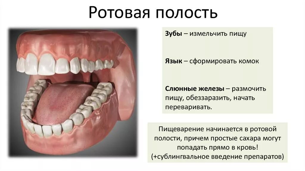Полости рта рецепты. Строение полости рта и зубов. Пищеварение в ротовой полости анатомия. Строение полости рта зубы.