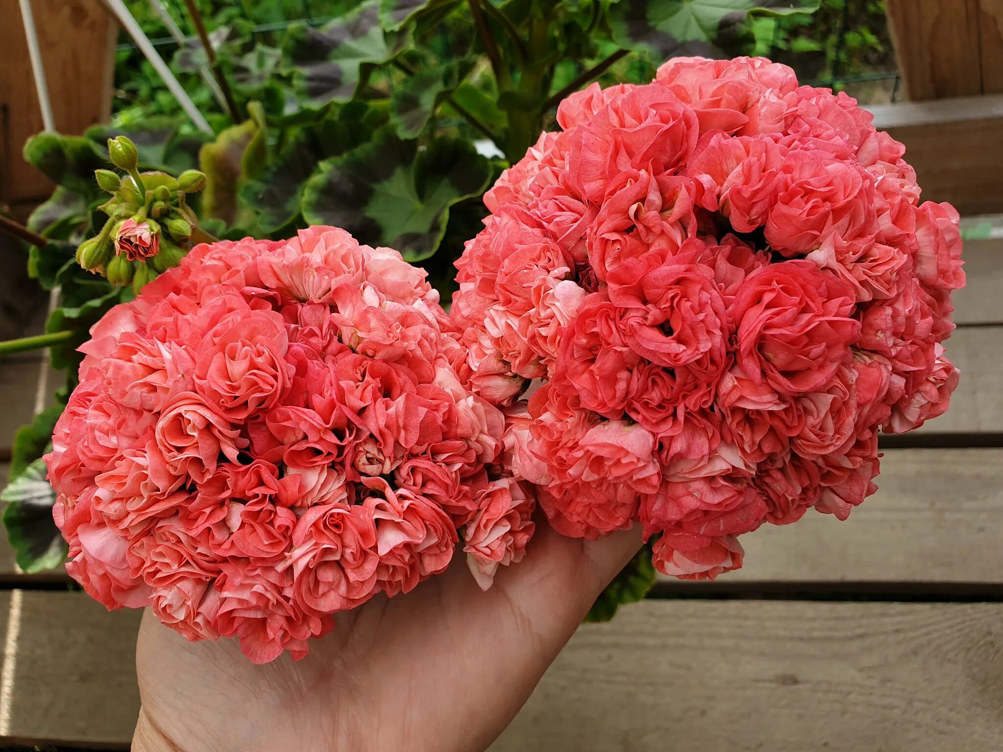 Нектарин шарафуга. Пеларгония юзис ассоль. Абрикос ананасный. Рододендрон polarnacht. Перси сорта.