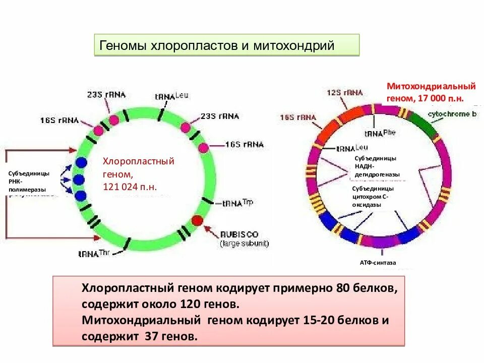 Митохондриальная ДНК схема. Митохондриальная ДНК растений. Строение митохондриальной ДНК. Структура митохондриального генома.