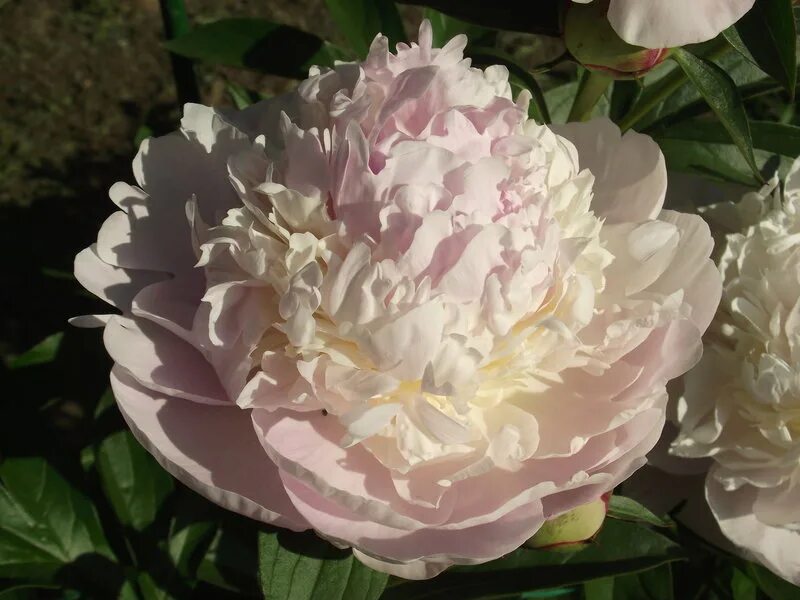 Пин от пользователя erika на доске bloemen Пионы, Красивые цветы, Розы