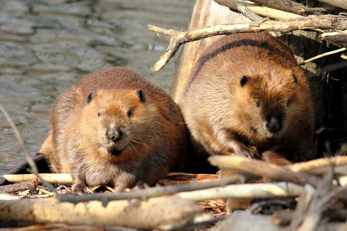 Бобры рядом. Канадский Бобр (Castor canadensis). Речной Бобр Западносибирский подвид. Бобр бобриха и бобрята. Европейский Речной Бобр.