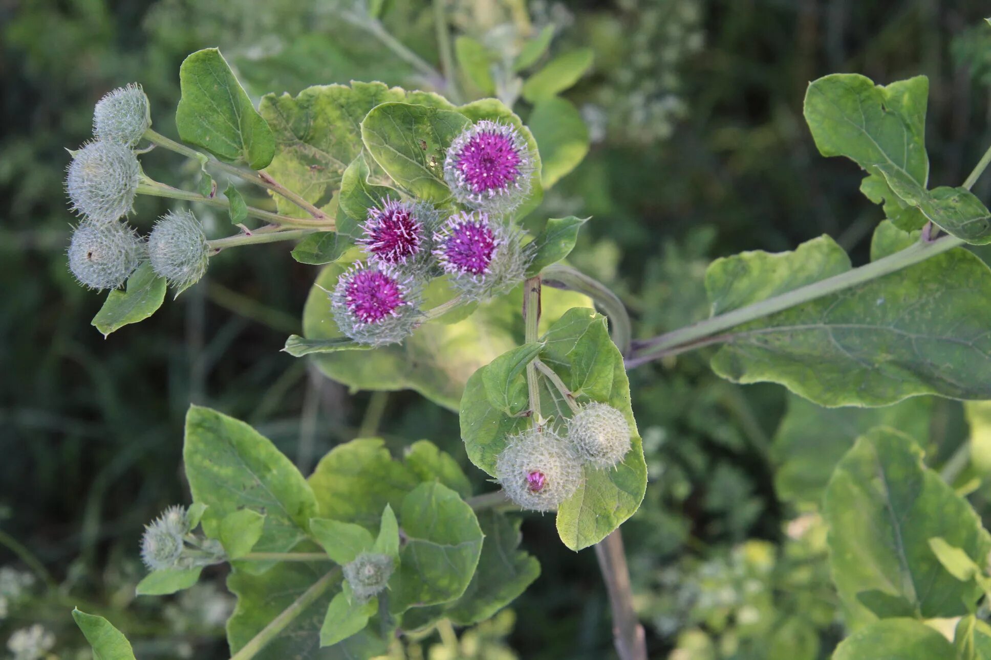 Лопух ниин. Лопух паутинистый (Arctium tomentosum). Репейник паутинистый. Лопух войлочный Arctium tomentosum Mill.. Лопух паутинистый -Ārctium tomentōsum.