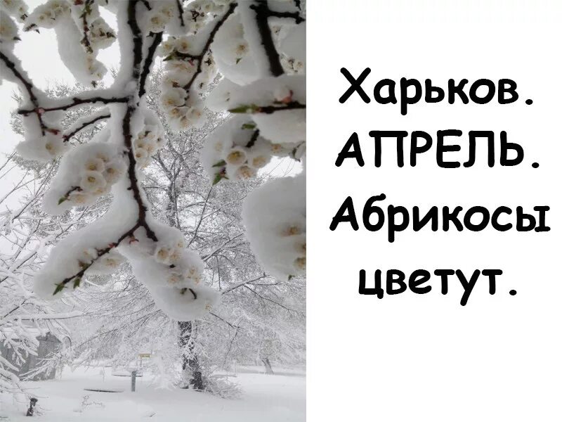 Сходить апрель. И кажется апрель сошел с ума. и кажется апрель сошел с ума а может быть к нему пришел январь. апрель с ума сошёл открытки. апрель а кажется декабрь картинки.